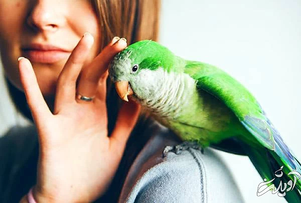 پرندگان زینتی